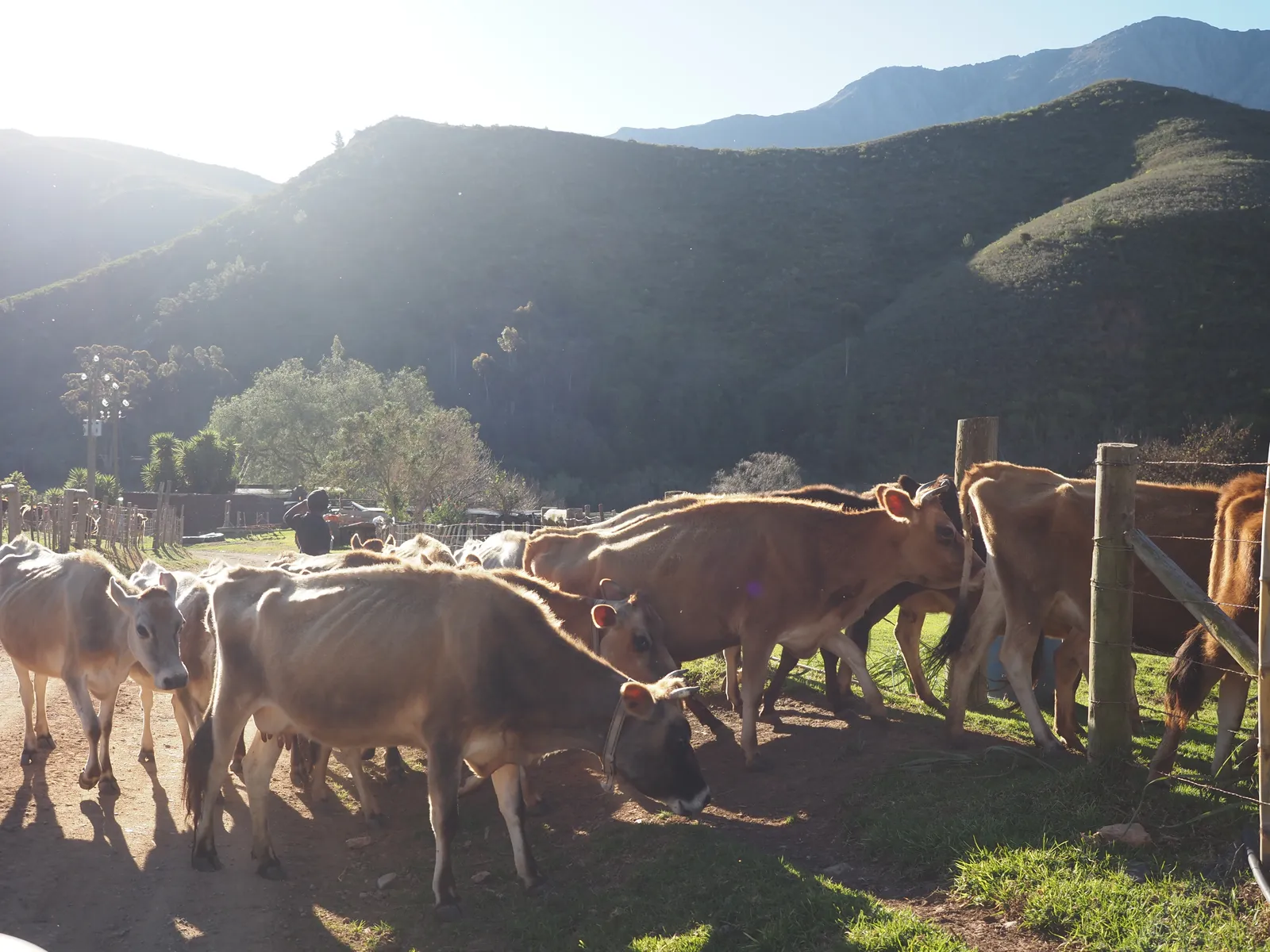 The Jersey herd crossing the farm road in evening light — the herd whose milk sets the paneer