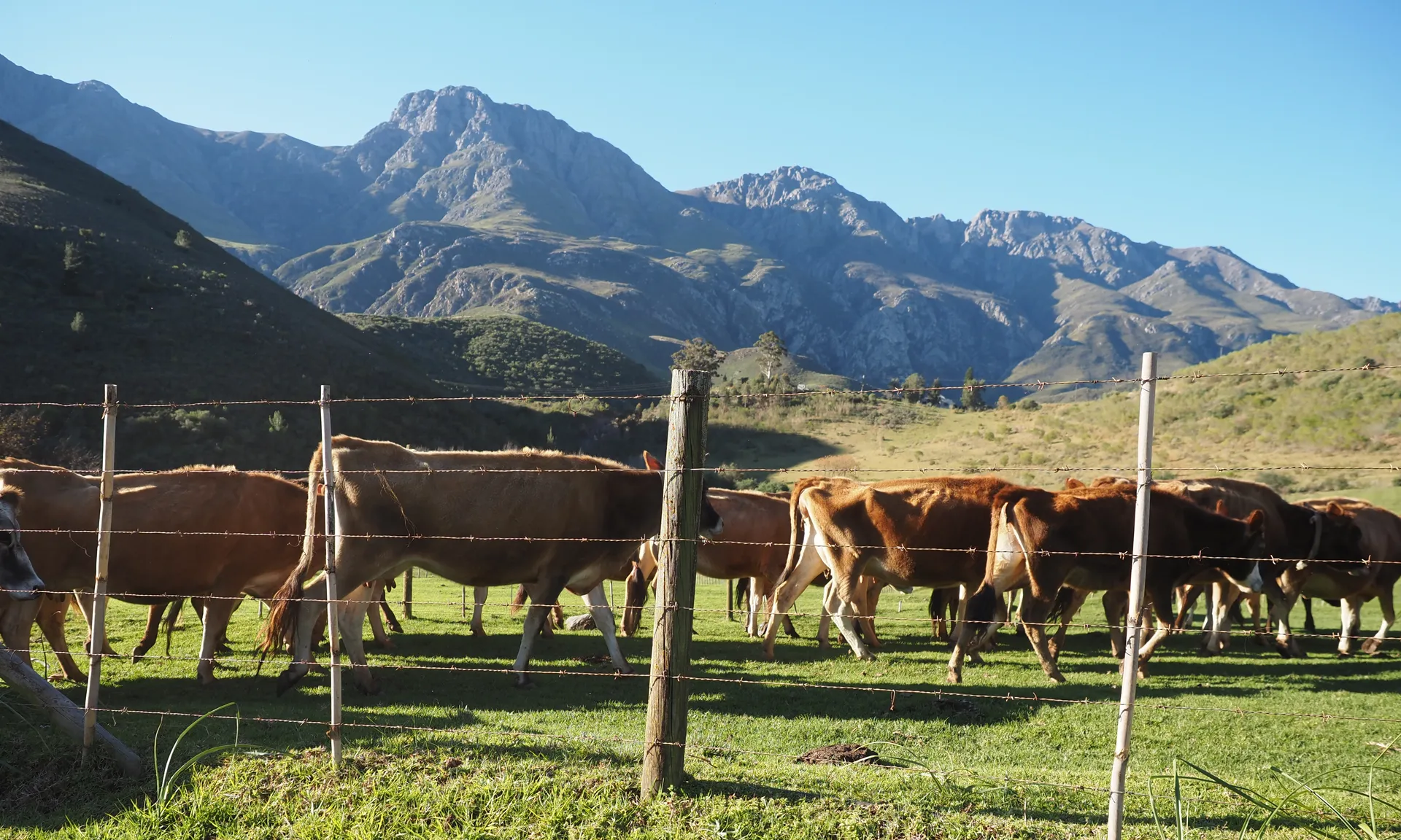 The Jersey herd grazing under the mountains